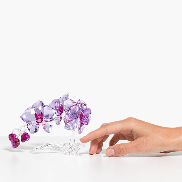 Crystal Flower Orkide