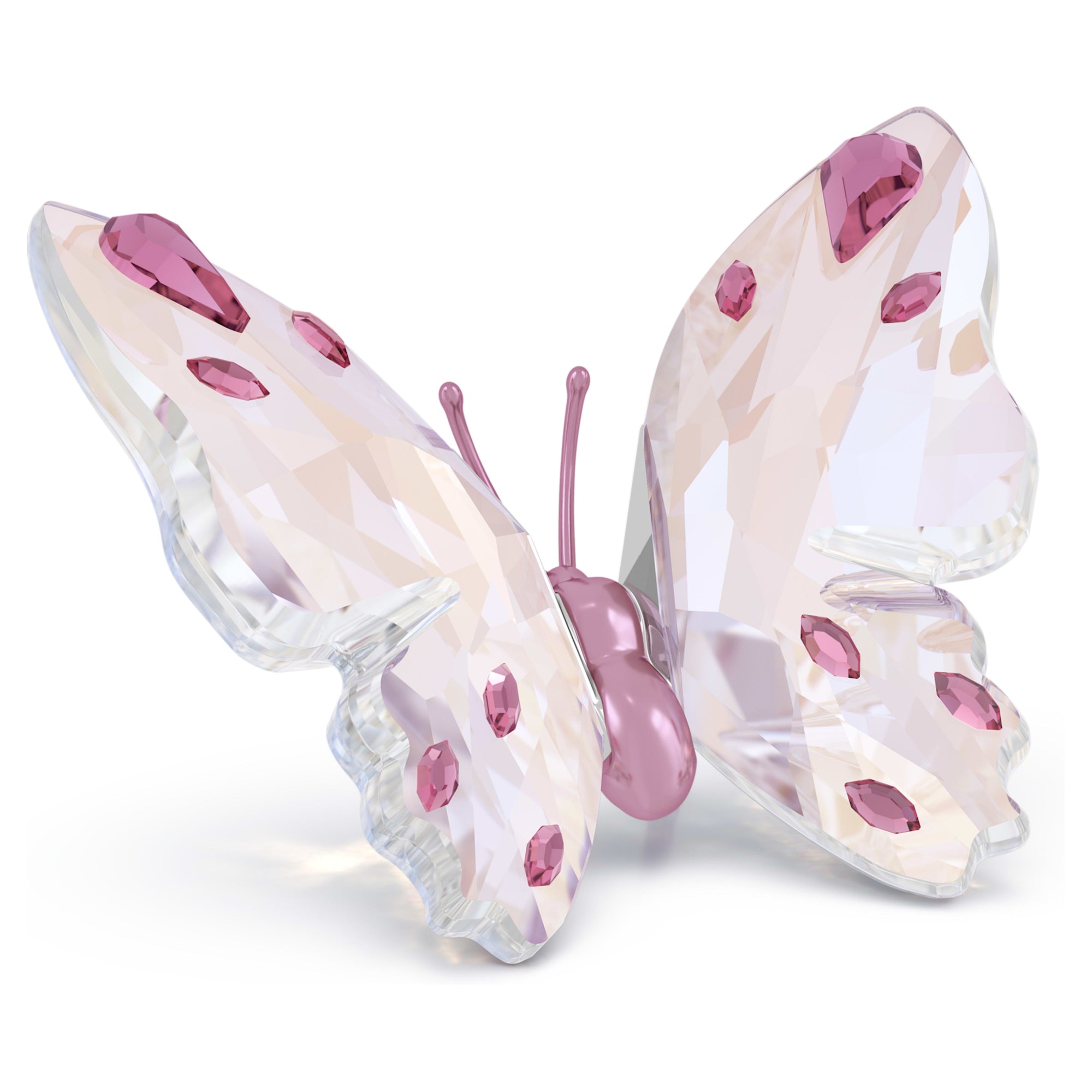 Idyllia Butterfly, Small